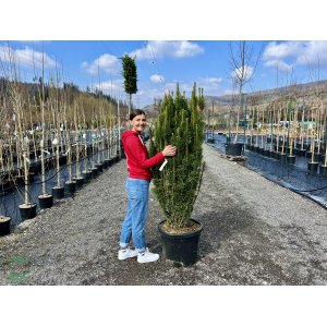 Hlavotis peckovitý (Cephalotaxus harringtonii) ´FASTIGIATA´ - výška 140-160 cm, kont. C55L